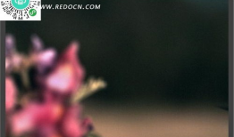 蜂鸟视频,捕捉生活瞬间，记录美好时光